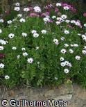 Osteospermum ecklonis ´Saturn ´ Osteospermum ecklonis ´Saturn ´