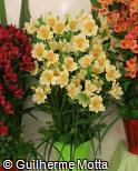 (ALKO2) Alstroemeria  ´Koaltros´