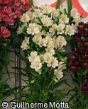 (ALKO4) Alstroemeria  ´Kofuji´