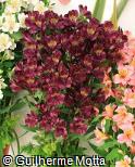 (ALBL2) Alstroemeria  ´Black Jack´