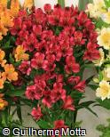 (ALKÖ) Alstroemeria  ´Könst Armada´