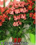 (ALKO5) Alstroemeria  ´Konovatio´