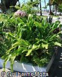 (CRER) Crinum erubescens