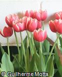 (TUSH) Tulipa  ´Show Winner´