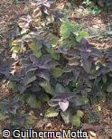 (PLSC33) Plectranthus scutellarioides ´Burgundy Giant´