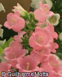 (CAME5) Campanula medium ´Champion Pink´