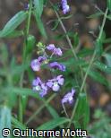 (ANAN18) Angelonia angustifolia