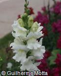 (ANMA4) Antirrhinum majus ´Liberty White´