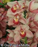 (CYBE2) Cymbidium  ´Bengal Bay Dee´