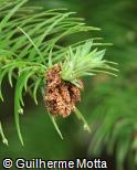 (CULA) Cunninghamia lanceolata