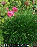 (ARMA) Armeria maritima