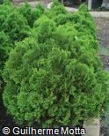 (THOC4) Thuja occidentalis ´Danica´