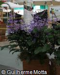 (PLMO) Plectranthus  ´Mona Lavender´