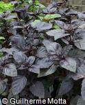 (OCBA3) Ocimum basilicum ´Dark Opal´