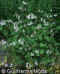 (PEOD) Pelargonium odoratissimum