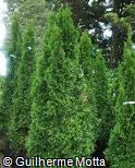 (THOC2) Thuja occidentalis ´Smaragd´