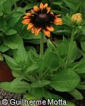 (RUHI2) Rudbeckia hirta ´Sonora´