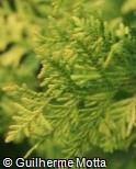 (THOC5) Thuja occidentalis ´Rheingold´