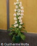 (CAME4) Campanula medium ´Champion White´