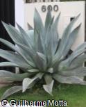 (AGAT2) Agave atrovirens