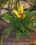 (VRCH) Vriesea ´Charlotte´ (VRCH) Vriesea ´Charlotte´