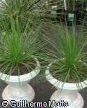 (AGST) Agave striata (AGST) Agave striata
