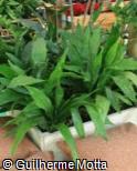 (ASEL2) Aspidistra elatior ´Milky Way´ (ASEL2) Aspidistra elatior ´Milky Way´