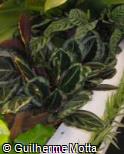 (CARO8) Calathea roseopicta ´Eclipse´ (CARO8) Calathea roseopicta ´Eclipse´