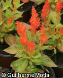 (CEAR4) Celosia argentea ´Plumosa Castle Orange´