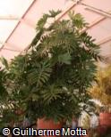 (PHRA) Philodendron radiatum (PHRA) Philodendron radiatum