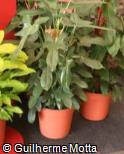 (PHBI) Philodendron bipennifolium (PHBI) Philodendron bipennifolium