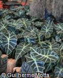 (ALPO2) Alocasia ´Polly´ (ALPO2) Alocasia ´Polly´