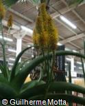 (ALTH) Aloe thraskii