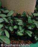 (CTBU2) Ctenanthe burle-marxii ´Amagris´ (CTBU2) Ctenanthe burle-marxii ´Amagris´
