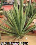 (AGSI2) Agave sisalana ´Medio-picta´