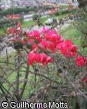 (BOSP3) Bougainvillea spectabilis ´Ambiance´