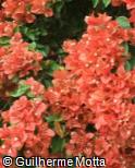 (BOSP4) Bougainvillea spectabilis ´Tomato Red´