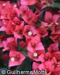 (BOSP5) Bougainvillea spectabilis ´Crimson Red´