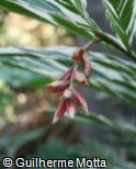 (ALVI) Alpinia vittata (ALVI) Alpinia vittata
