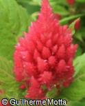 (CEAR6) Celosia argentea ´Plumosa Castle Pink´