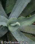 (AGGY) Agave gypsophila