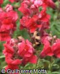 (ANMA12) Antirrhinum majus ´Floral Showers Crimson´