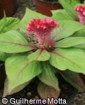 (CEAR7) Celosia argentea ´Cristata Chief Rose´