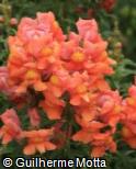 (ANMA10) Antirrhinum majus ´Sonnet Bronze´