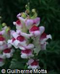 (ANMA11) Antirrhinum majus ´Bronze Dragon´