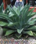 (AGDE3) Agave desmettiana