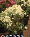 (BOGL3) Bougainvillea glabra ´Carpet White´