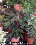 (PHRO2) Philodendron ´Rojo Congo´ (PHRO2) Philodendron ´Rojo Congo´