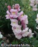 (ANMO) Antirrhinum majus ´Montego Blush´