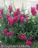 (ANMA7) Antirrhinum majus ´Floral Showers Lilac´